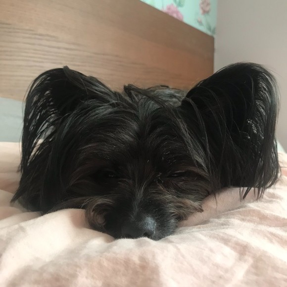 Meet your Posher, P - Picture 1 of 1